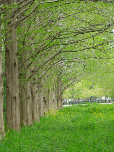 新緑の5月、木の小道