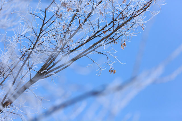 木の枝に初雪