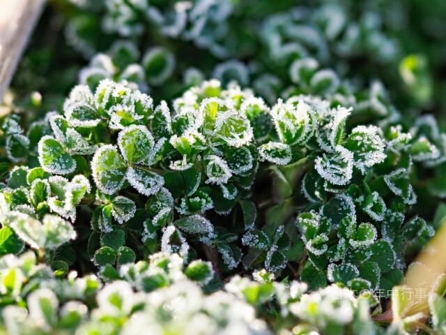 植物に霜が降りている様子