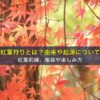 紅葉狩りとは？由来や起源について。紅葉前線、服装や楽しみ方